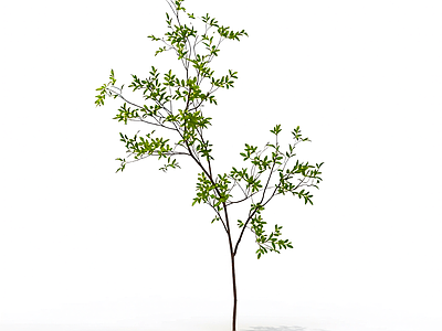 枝叶繁茂的植物模型