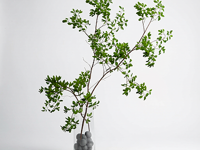 盆栽植物装饰