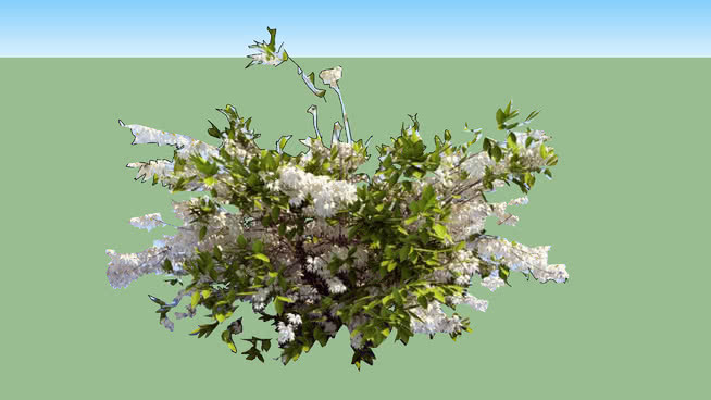 糙叶疏 植物 其他 花 画 草地