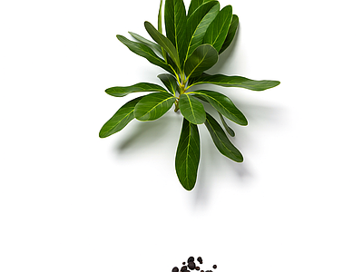 带果植物模型