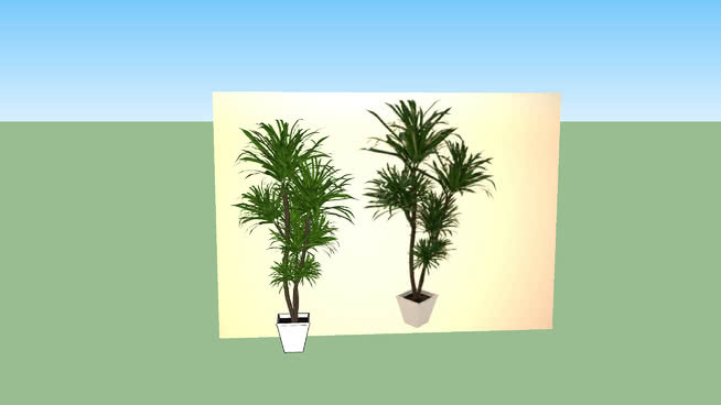 棕榈树 画 其他 相框 家居物品