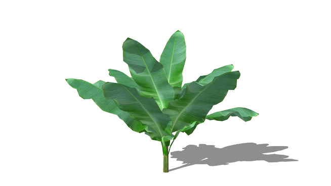 皮桑2安V2 其他 植物 棉花 画 菜花