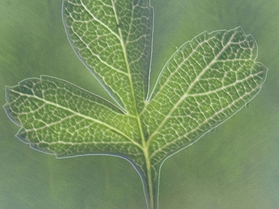 植物壁纸