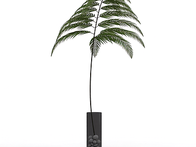 盆栽蕨类植物