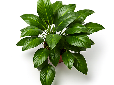 绿色盆栽植物模型