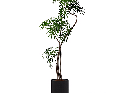 盆栽植物装饰
