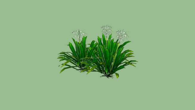 水鬼蕉 植物 其他