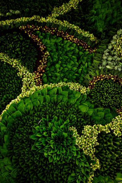 植物墙 贴图 自然元素