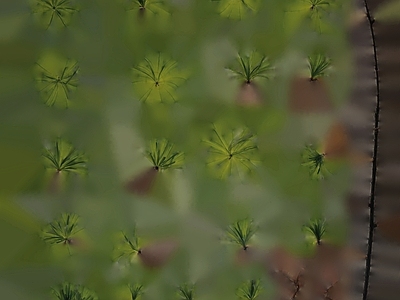绿植墙