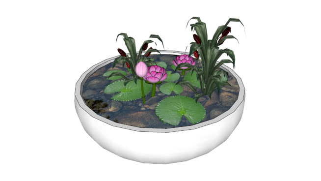 莲花盆栽 花盆 植物 炊具 花瓶 盆