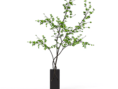 带盆绿植盆栽