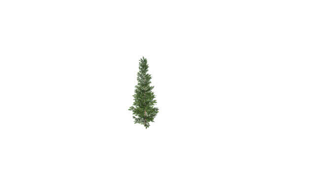 素食的松树 迷雾 画 植物 树林 饰品