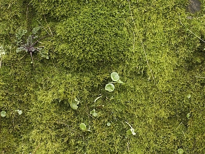 绿植墙
