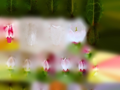 花朵纹理