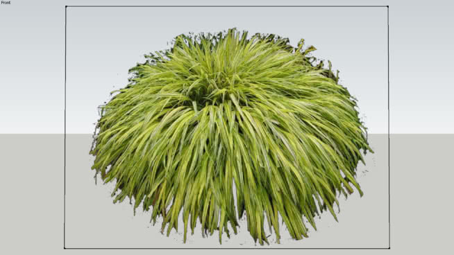 箱根草 植物 海胆 扫帚 刺棘蓟 海葵