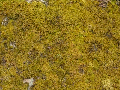 苔藓