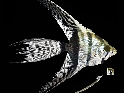 鱼缸