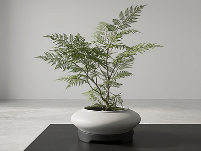 风格化桌面绿植盆栽
