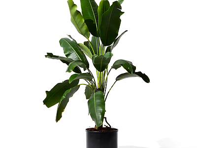 盆栽植物装饰
