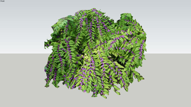 “”issai紫珠 其他 西兰花 画 花