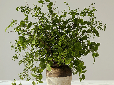 小型设计感绿植灌木