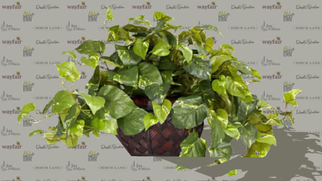 花坛 其他 植物 地图 花盆 画