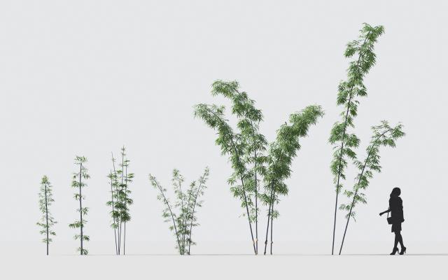现代竹子 植物 花卉