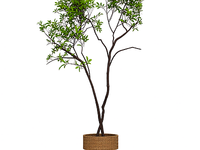 盆栽植物装饰
