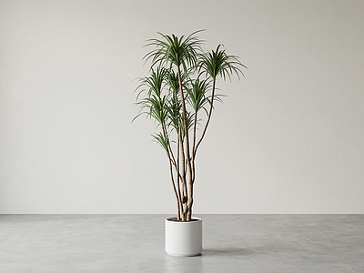 艺术绿植盆栽