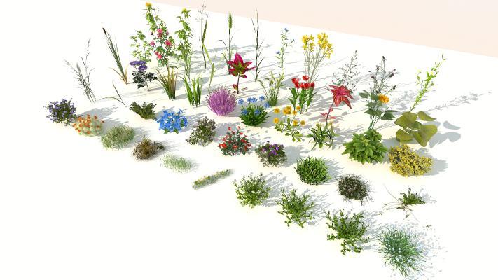 现代花草组合 花卉 灌木 绿植