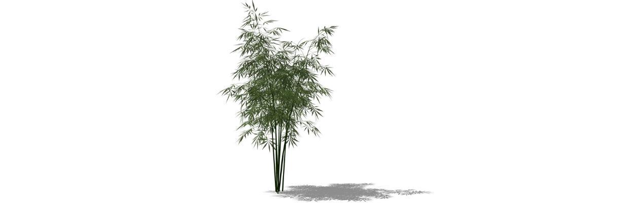 现代风格竹子