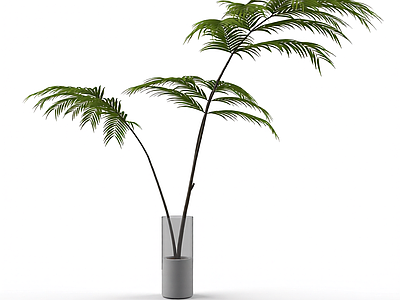 盆栽蕨类植物