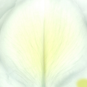 花瓣