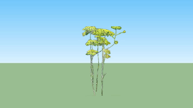 小茴香 其他 画 植物