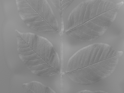 绿植墙