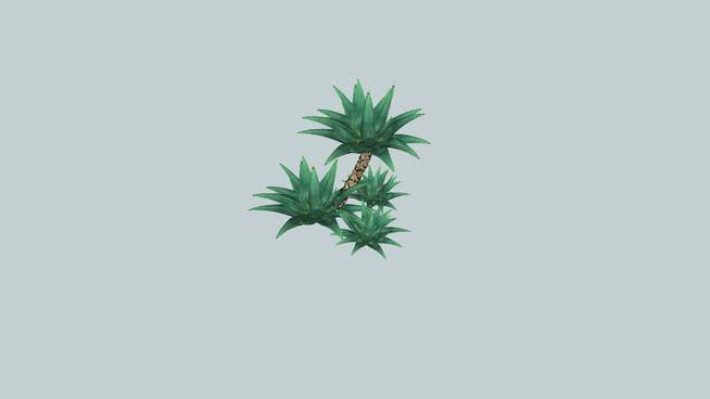 狭长龙舌兰 植物 菠萝 迷雾 其他 烟花