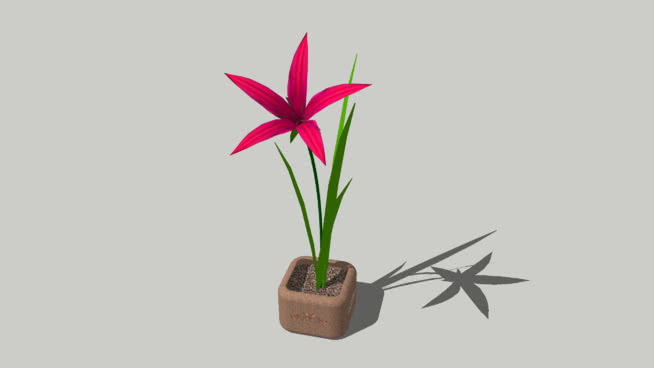 黄花菜 植物 其他 风车 花瓶 花