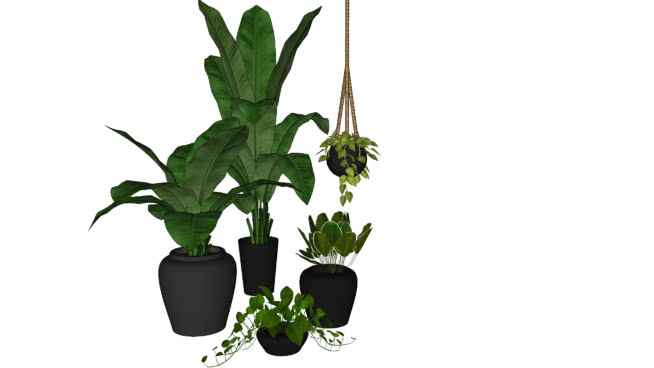 植物 其他 画 花盆