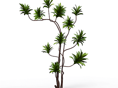 枝叶繁茂的植物模型