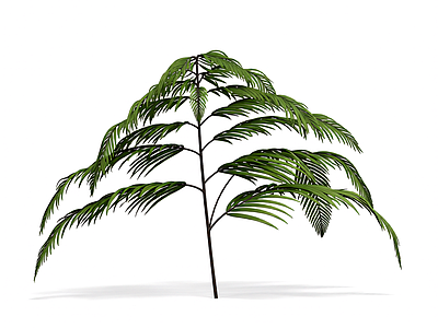 绿色蕨类植物模型