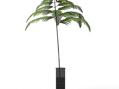 带盆蕨类植物盆栽
