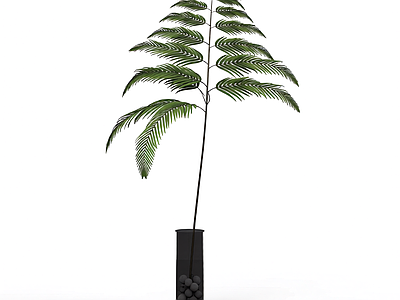 带盆绿植盆栽