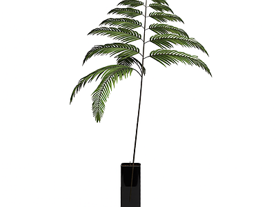 带盆绿色蕨类植物