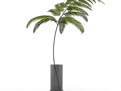 盆栽蕨类植物