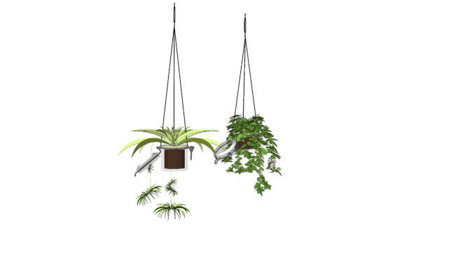 悬垂植物 其他 画 饰品