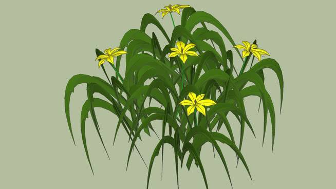 黄花菜 画 植物 其他 油菜花田 花