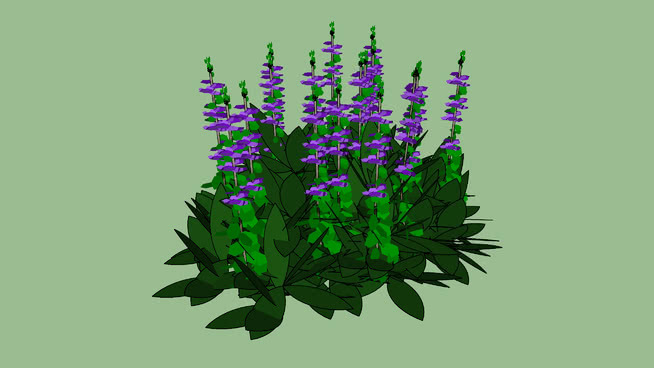 紫丹参 植物 其他 花