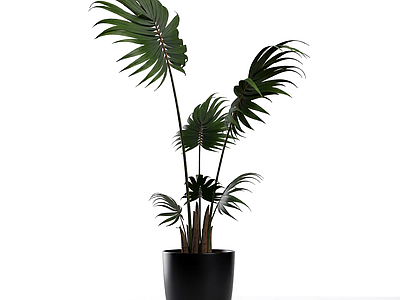盆栽棕榈植物装饰