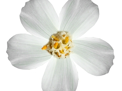 花朵纹理