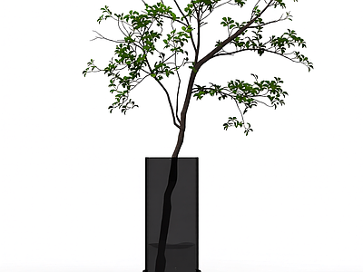 盆栽树模型